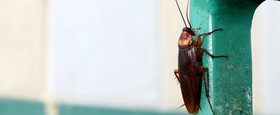 Τι προσελκύει τις κατσαρίδες