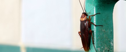 Τι προσελκύει τις κατσαρίδες