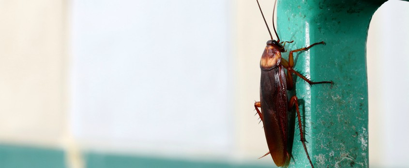 Τι προσελκύει τις κατσαρίδες; Μάθε τα πάντα για σωστή πρόληψη! | Douleutaras
