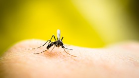 Τρόποι για να εξαφανίσεις τα κουνούπια από το σπίτι σου