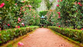 serviços de jardinagem