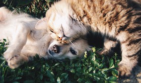 pelos de animais