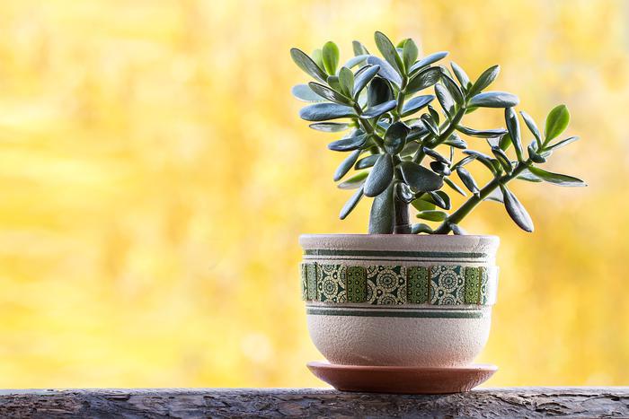 jade plant