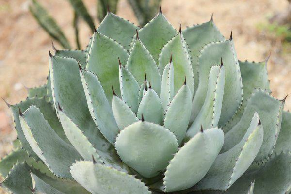 agave plant